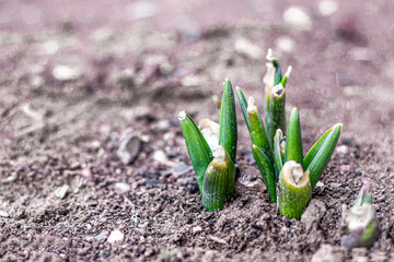 Young buds and leaves bloom on blurred background. First spring gentle buds and branches. Spring background.
