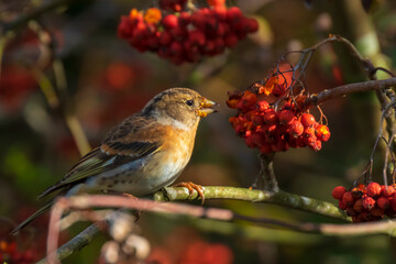 Brambling bird, Fringilla montifringilla, in winter plumage feeding berries