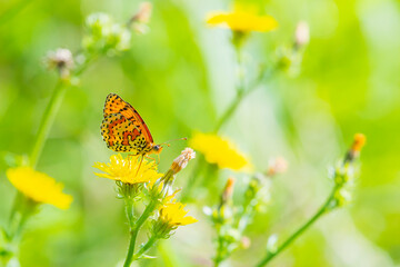 Melitaea didyma, red-band fritillary or spotted fritillary butterfly feeding on flowers.