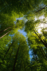 a view up into the trees direction sky