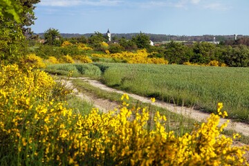 Cytisus scoparius, the common broom or Scotch broom