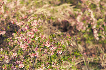 Spring flowering of wild shrub cherry  in a sunny clearing in the forest. Selective focus.