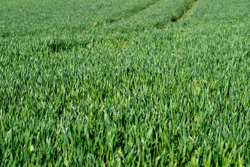 Field of green grass