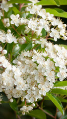 Ramas de arbusto con pequeñas flores blancas en jardín
