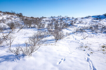 Snowy and ice winter landscape at the Amsterdamse Waterleidingduinen