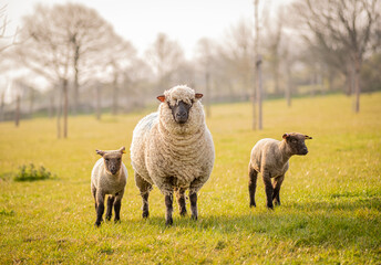 sheep with lambs in orchard field