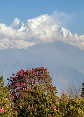 Crédence de cuisine en verre imprimé Dhaulagiri Mount Dhaulagiri and red rhododendron Nepal Himalayas