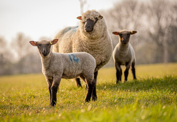 Fototapeta premium sheep with lambs in orchard field