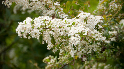 Ramas de arbusto con pequeñas flores blancas en jardín