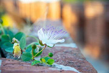 Genuine caper shrub