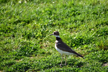 A killdeer at the New Jersey shore