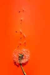 Fototapeta Dandelion Fluff White Flower On orange Background. obraz