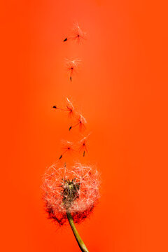 Dandelion Fluff White Flower On orange Background. © Mykola
