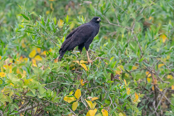 Great Black Hawk (Buteogallus urubitinga)