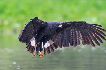Great Black Hawk (Buteogallus urubitinga)