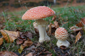 fly agaric in the forest