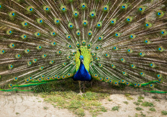 Obraz premium Frontal view of a peacock with its wings outstretched in full courtship of the female peacock
