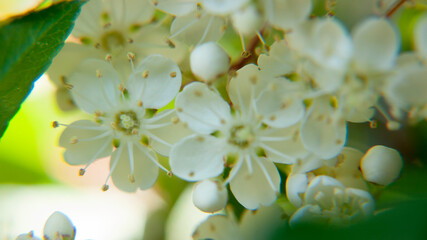 Pequeñas flores blancas en ramas de arbusto