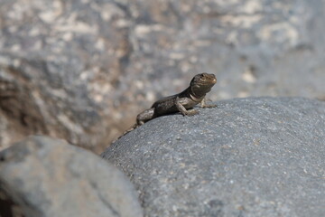 Lizard on a rock