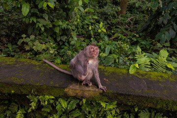 Monkey at Bali monkey forest