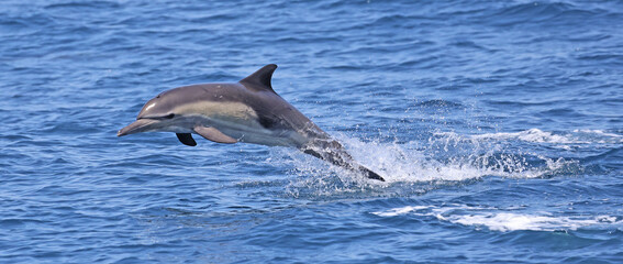 dolphin jumping out of water