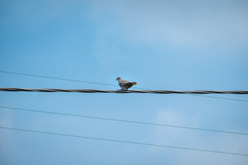 A pigeon alone on the wire