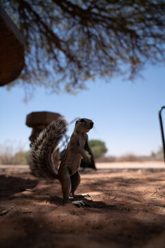A curious squirrel looking around in the kalahari