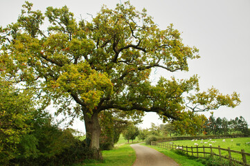 Pasture under a sprawling tree. Autumn in England