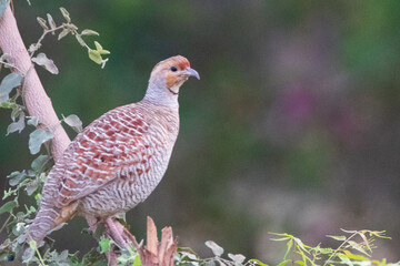 pheasant in the wild