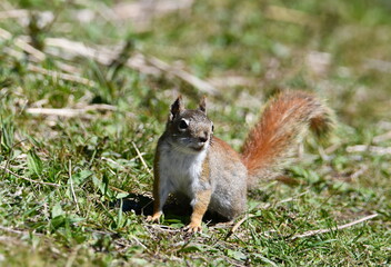 American Red Squirrel on hiking trail