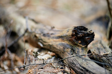 a branch of an old tree close-up on a blurred background of the autumn forest