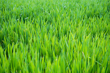 Young green wheat grows in a field.