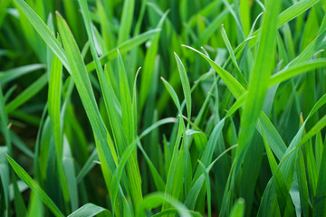 Young green wheat grows in a field, close-up