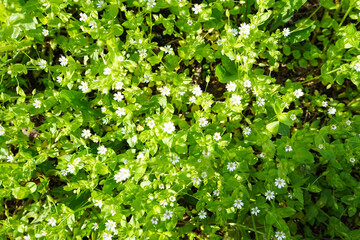 White spring wildflowers, white anemones, top view