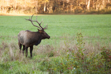 Naklejka na ściany i meble Bull Elk outdoors in a field