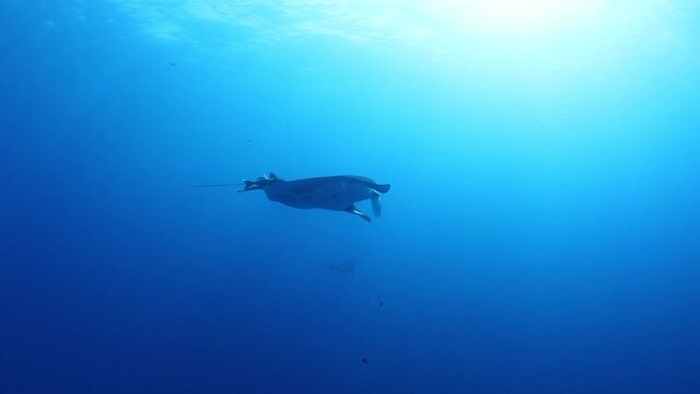 Gigantic Black Oceanic Birostris Manta Ray floating on a background of blue water in search of plankton. Underwater scuba diving. Shots it Mexico Socorro.