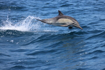 Common Dolphin jumping 
