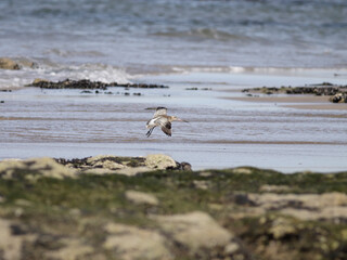 Sandpiper in flight over a rocky beach