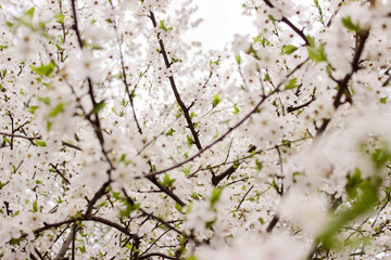 The cherry blossoms on the background of tulips, white flowering tree, background. Spring