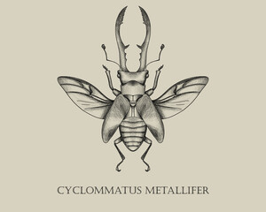 Cyclommatus metallifer beetle biology book insect