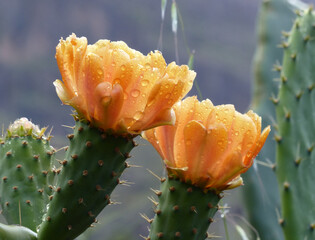 Close up of an cactus with wet orange flowers with druplets from the rain. 