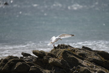 seagull on the beach