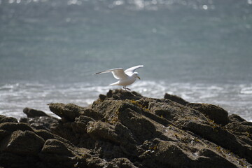 seagull on the rock