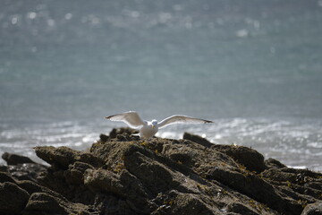 seagulls on the beach