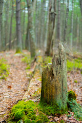 Mossy tree stump in forest
