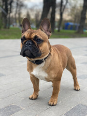 english bulldog puppy