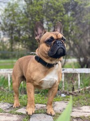 Fototapeta premium english bulldog puppy