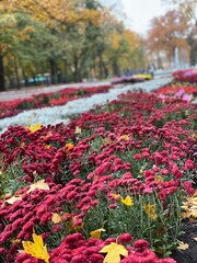 autumn in the park