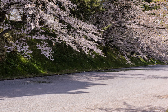 4,176 件の最適な 花筏 画像、ストック写真、ベクター  Adobe Stock