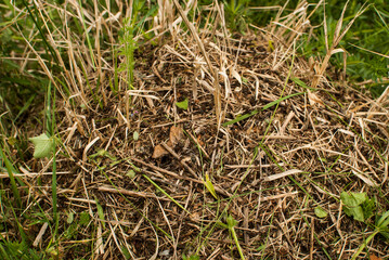 Ant hill as upper side of ant colony closeup